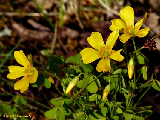 {Oxalis macrantha}